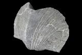 Pyrite Replaced Brachiopod (Paraspirifer) - Ohio #85557-2